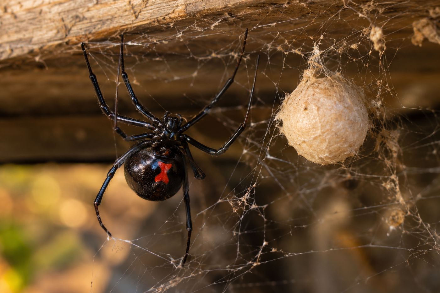 Female black widow guarding a round tan egg sac in a messy web under a deck