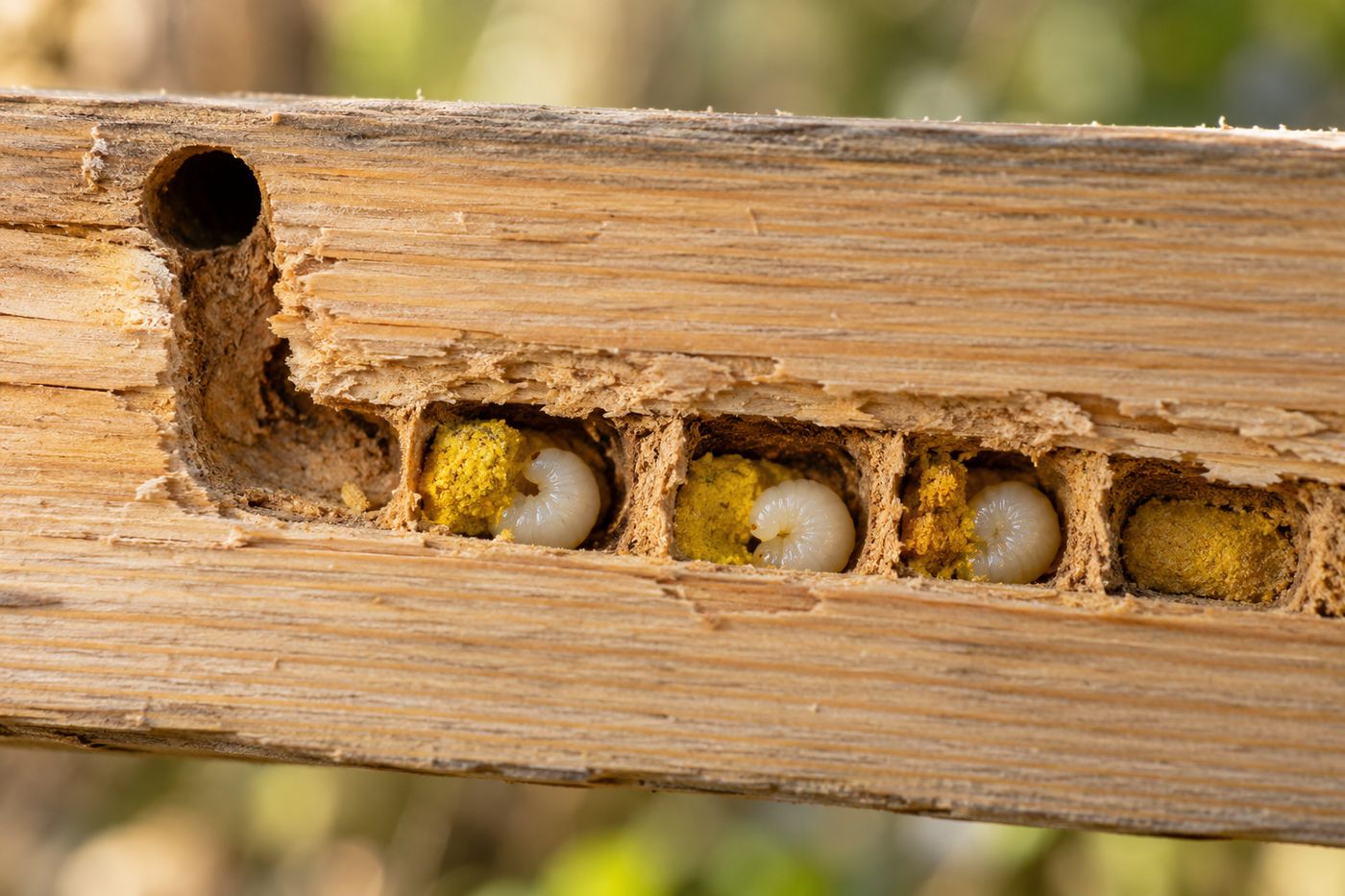 Split board showing a carpenter bee tunnel turning 90 degrees along the grain, with pollen loaves in cells