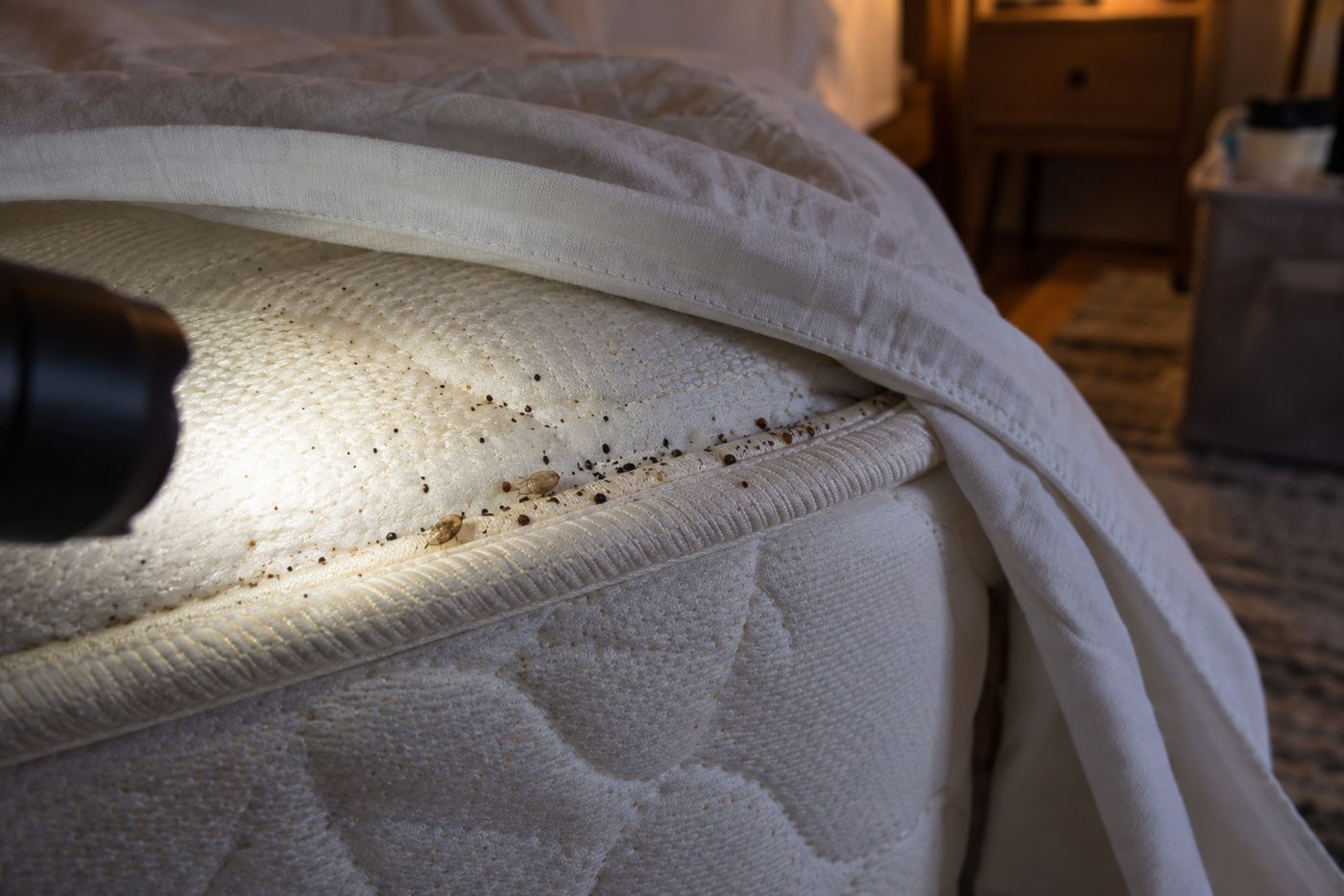 Dark bed bug fecal spots on a white sheet and mattress seam