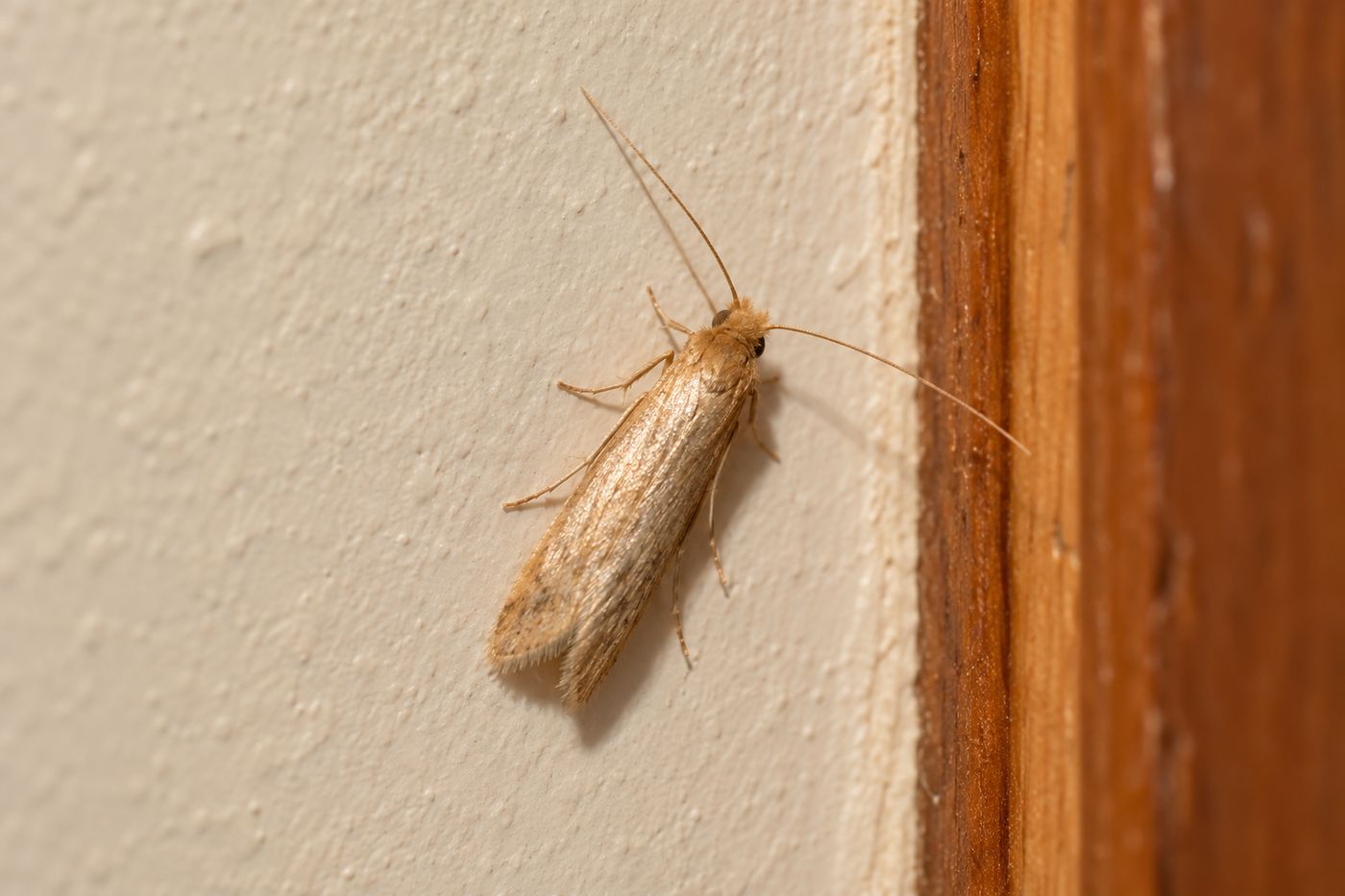 Small tan moth resting on a pale interior wall near a closet door