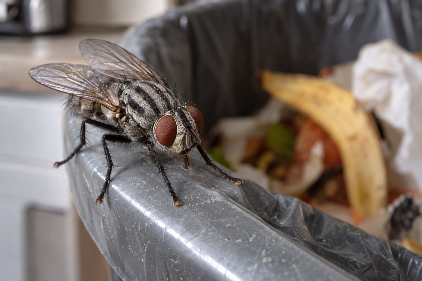 House fly perched on the rim of a kitchen trash can