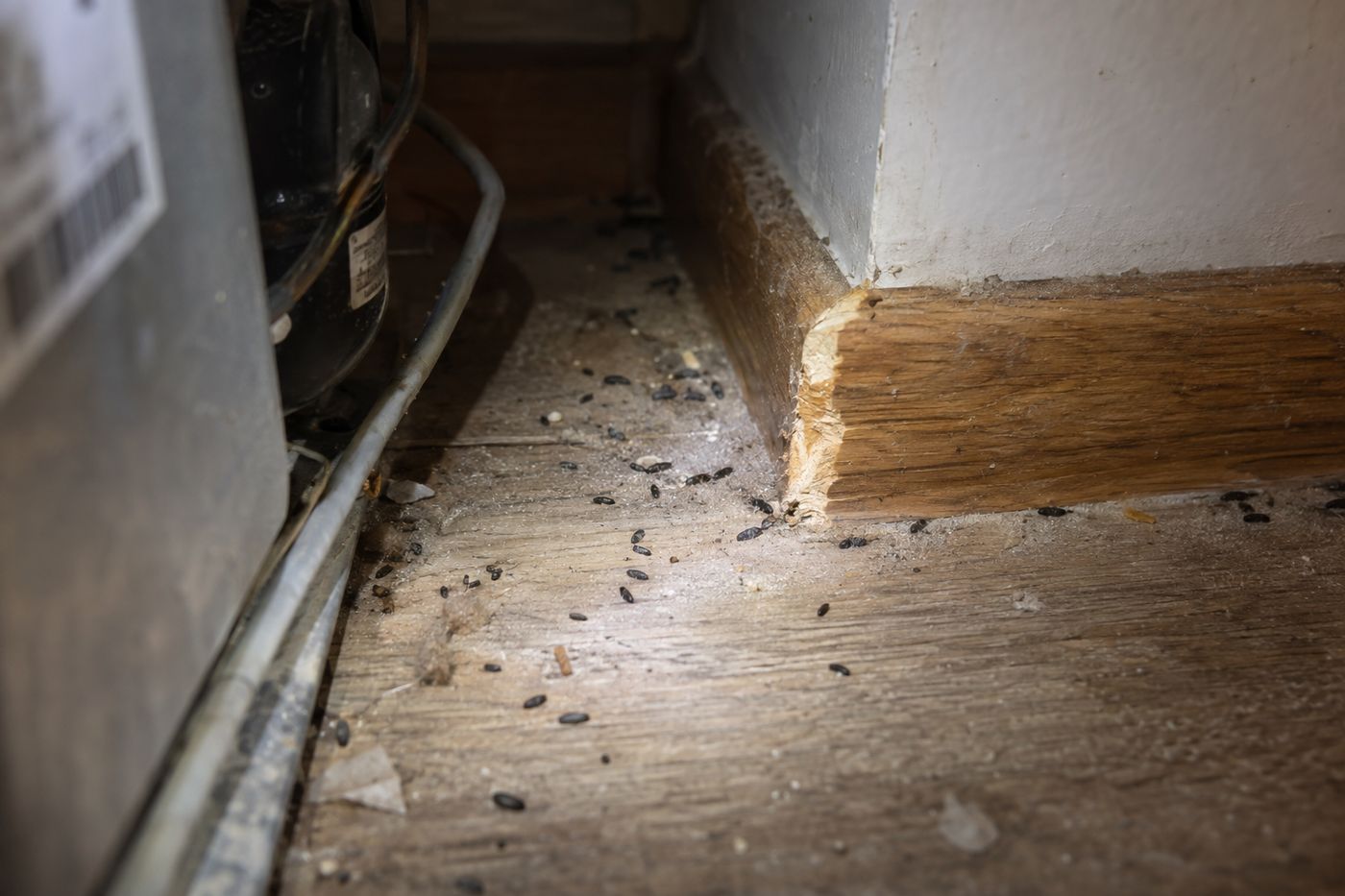 Mouse droppings and gnaw marks on a baseboard behind a refrigerator