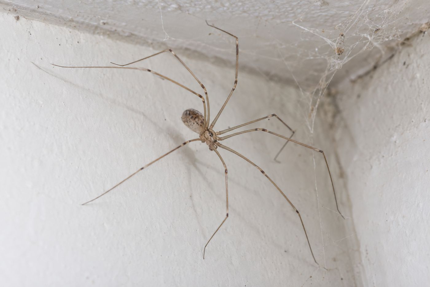 Long-legged cellar spider hanging in a thin web in a ceiling corner