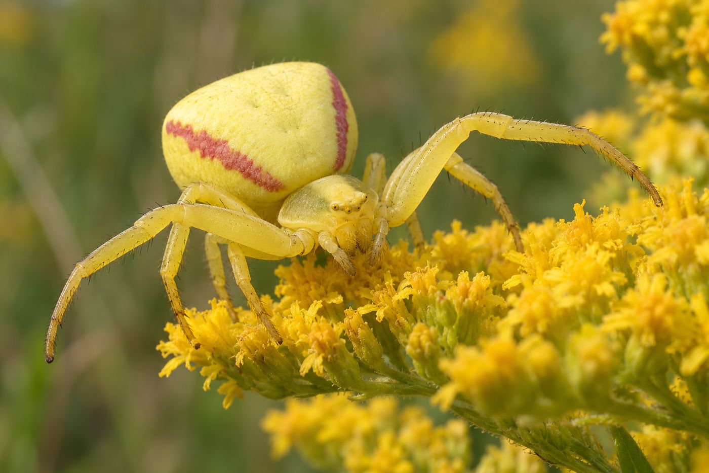 Yellow female crab spider on a flower with front legs spread wide