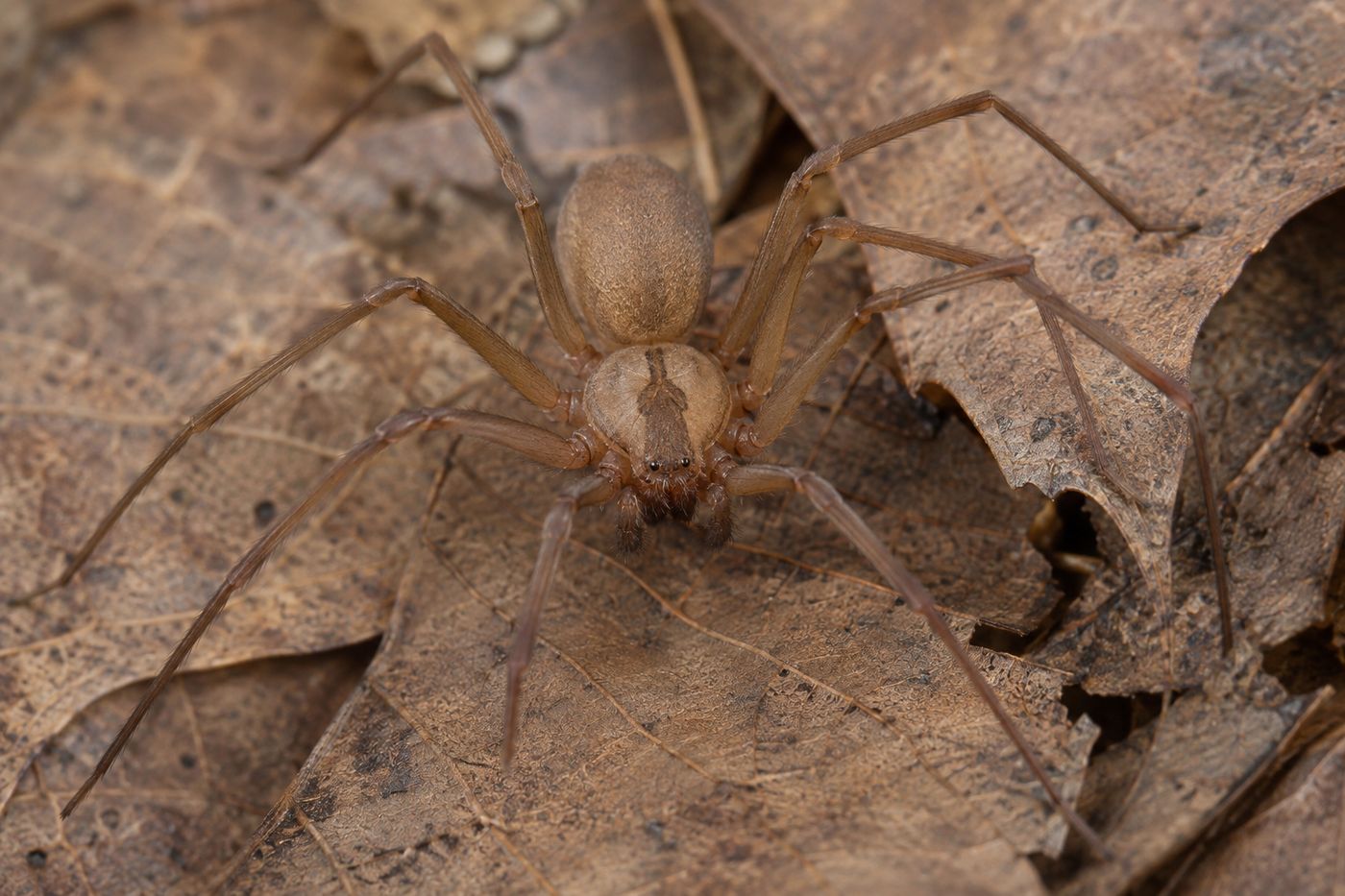 Brown recluse spider with a dark violin mark on its back on dry leaf litter
