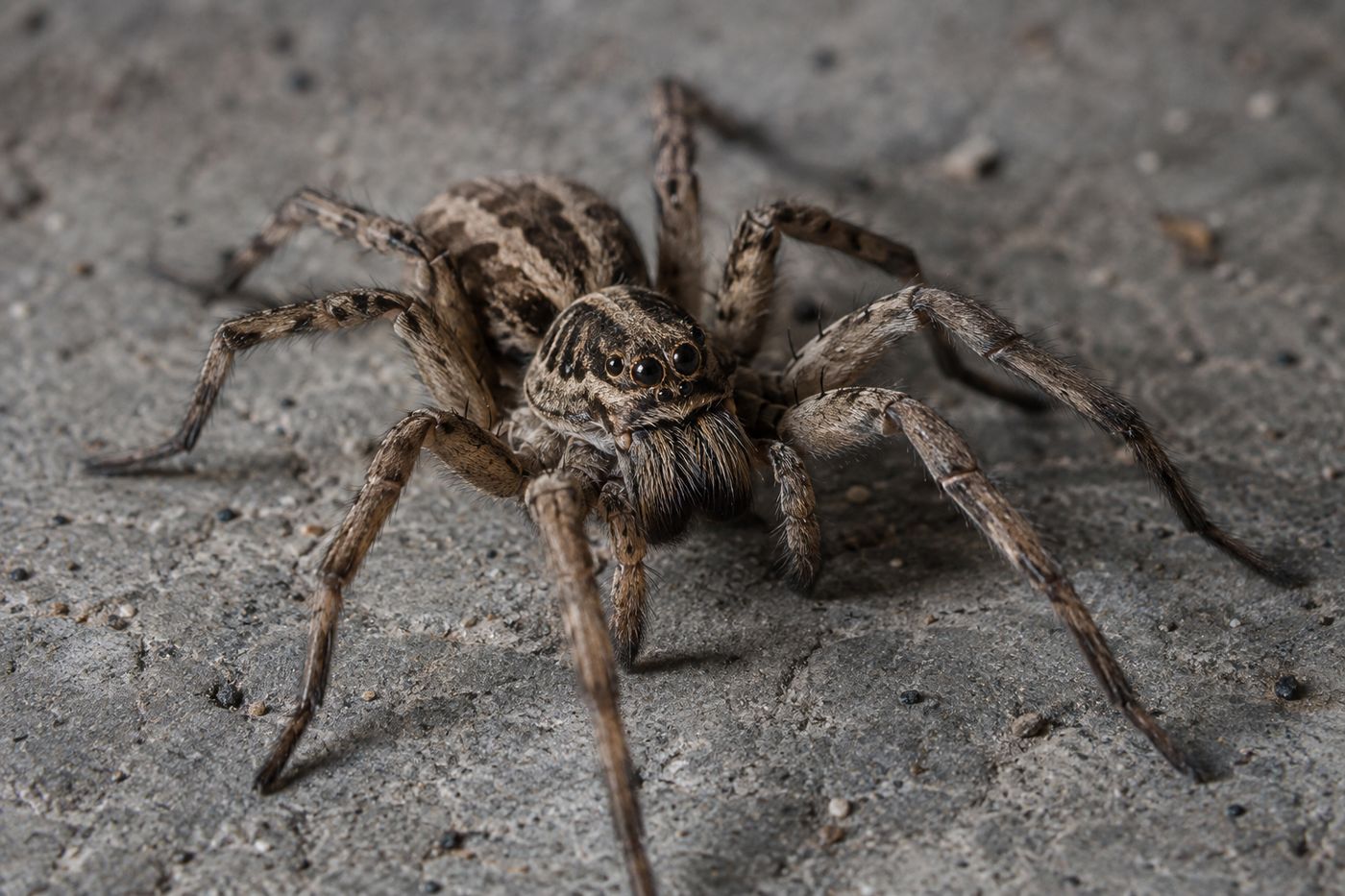 Brown striped wolf spider on a gray concrete garage floor