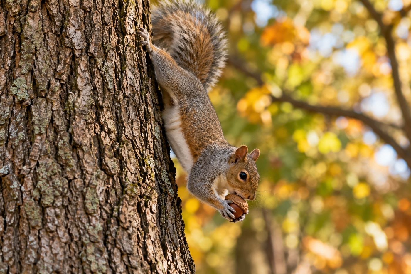 Eastern gray squirrel on a tree trunk holding an acorn