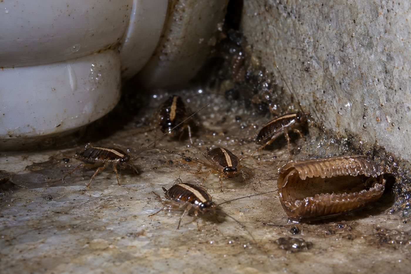 German cockroach nymphs of different sizes beside an empty egg case under a kitchen sink