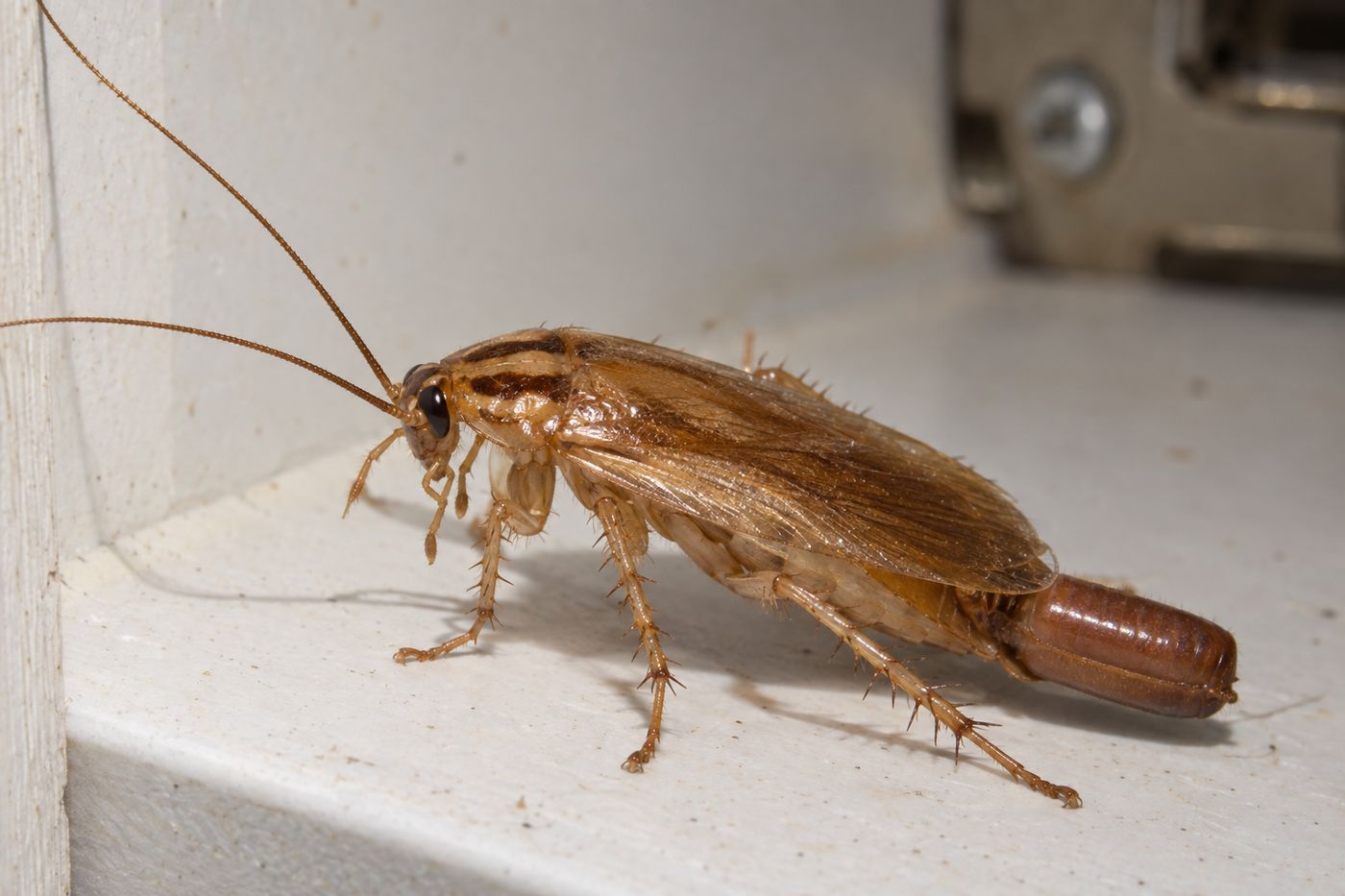 Female German cockroach carrying an egg case at the tip of her abdomen on a cabinet wall