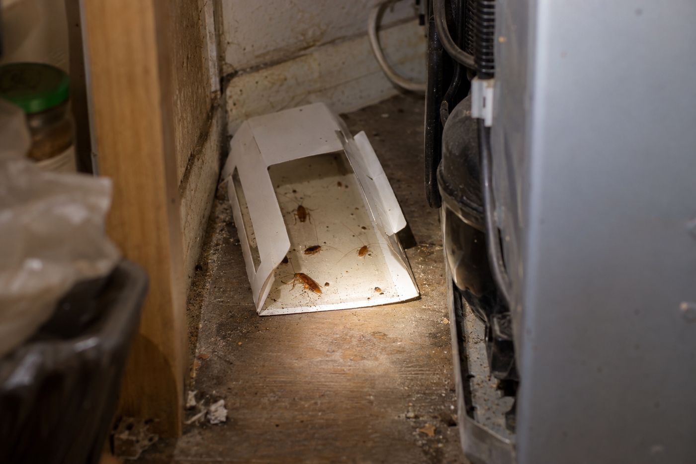 Sticky glue trap behind a refrigerator with several cockroaches caught