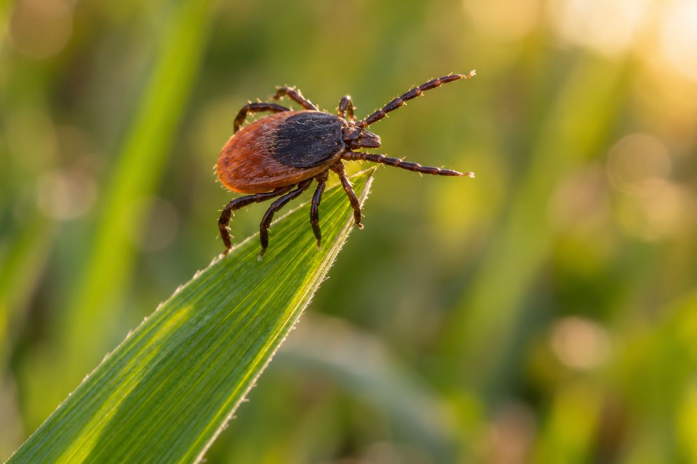 Adult female blacklegged tick waiting on the tip of a grass blade with front legs outstretched