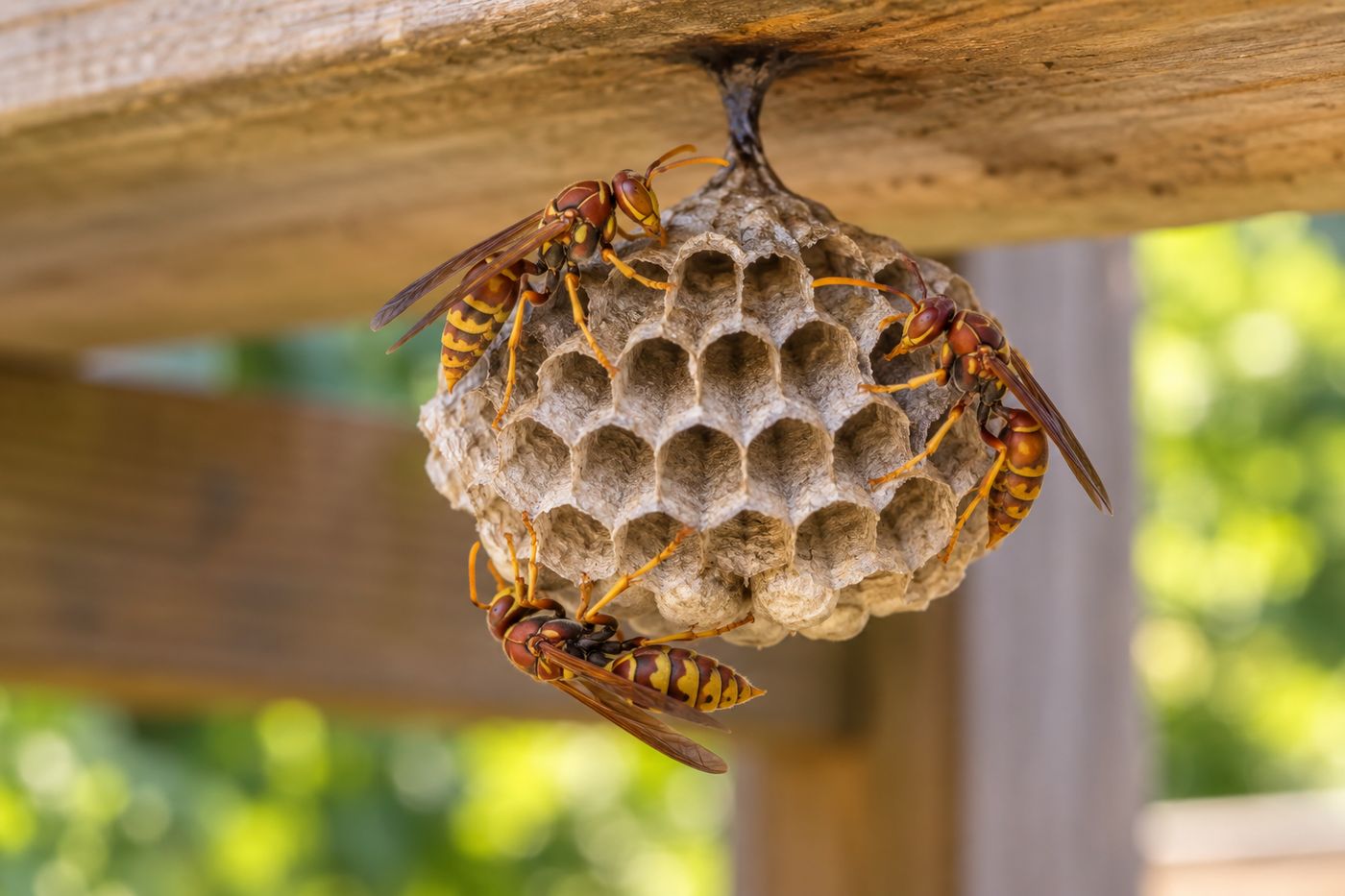 Paper wasp with long dangling legs on an open umbrella-shaped comb under a deck rail