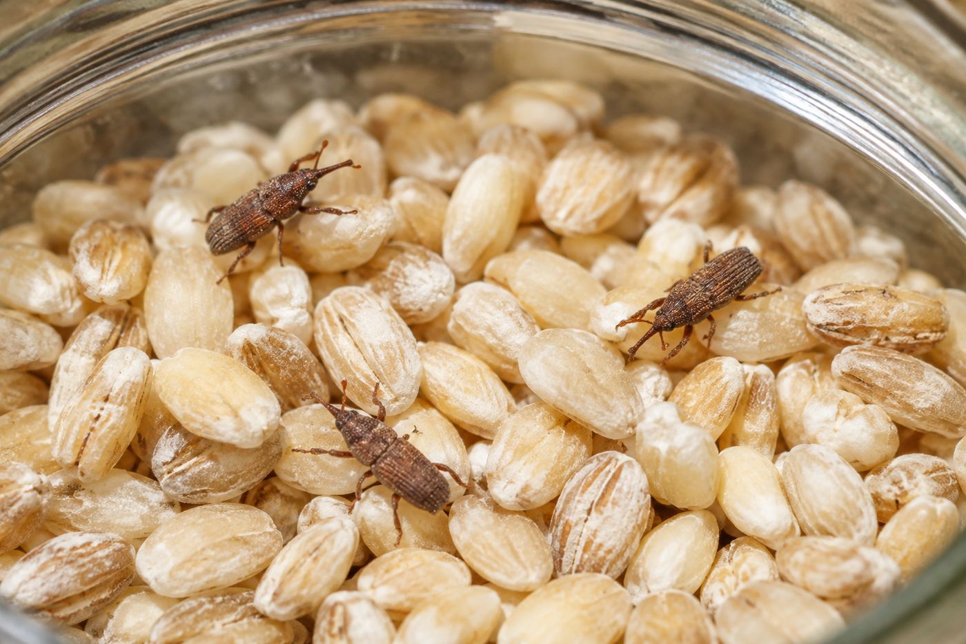 Small reddish-brown snouted weevils on grain inside a glass jar