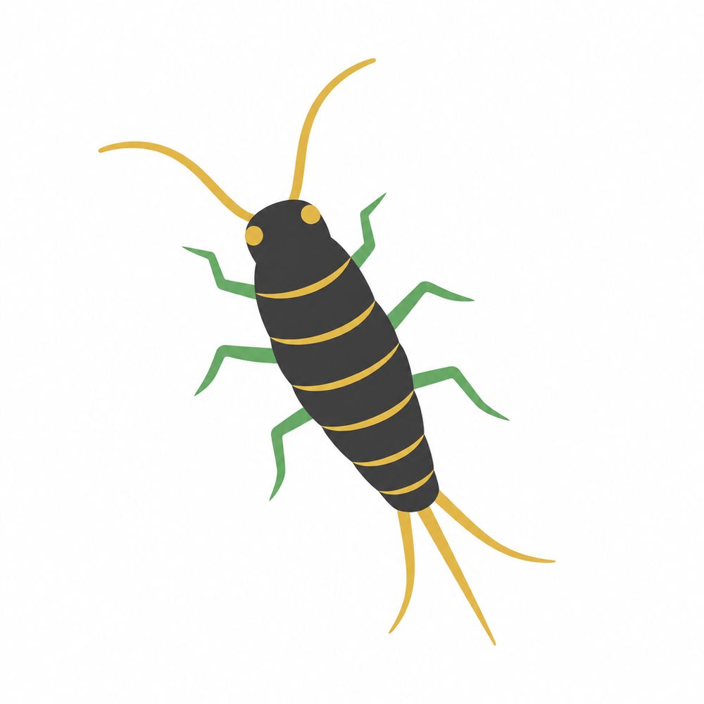 Silverfish