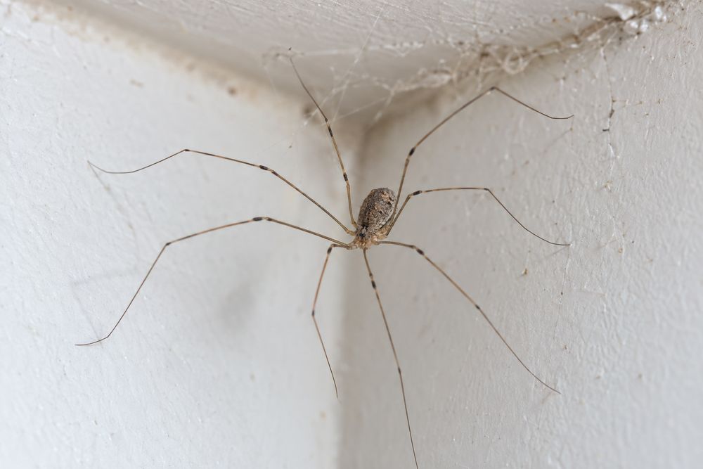 House spider on a web in a ceiling corner